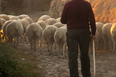 Çoban arvadı ilə birgə onlara yemək gətirən qonşusunu bıçaqladı