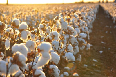 Bölgəmizdə 6 min tondan çox pambıq istehsal edilib