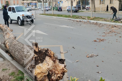 Gəncədə külək ağacları aşırıb