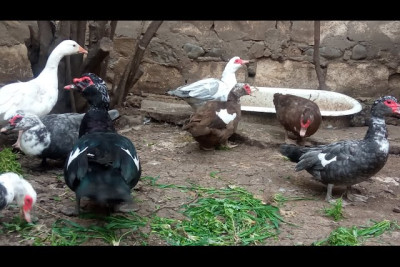 Ördəklərin sayı düz gəlmədi deyə arvadını döydü