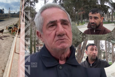 Gəncədə sahibsiz itlər qısırlaşdırılır – Sakinlərin narahatlığı isə SƏNGİMİR