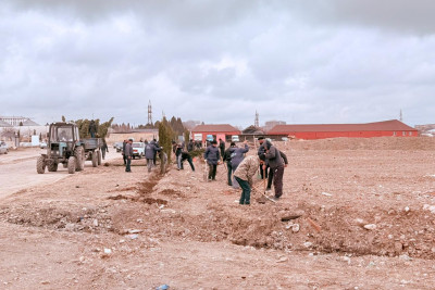 Gəncədə ağacəkmə aksiyası keçirilir