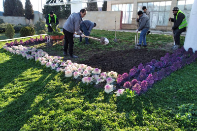 Gəncə güllərə bürünür