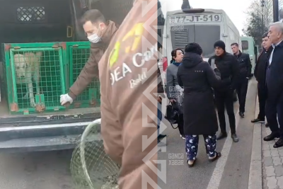 Gəncədə sahibsiz itlərə görə küçələrdə hər gün MÜBAHİSƏ