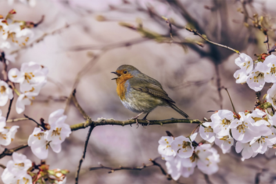 Sabah 19 dərəcə isti olacaq - PROQNOZ