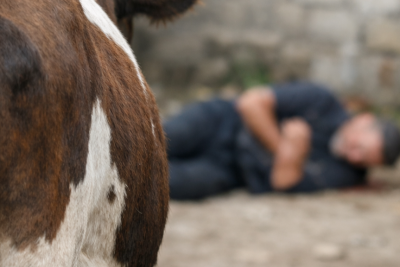 45 yaşlı kişini inək vurub - Müalicəsi davam edir