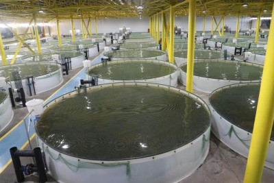 Çaykənd Qızılbalıqartırma Zavodu yenidən qurulacaq