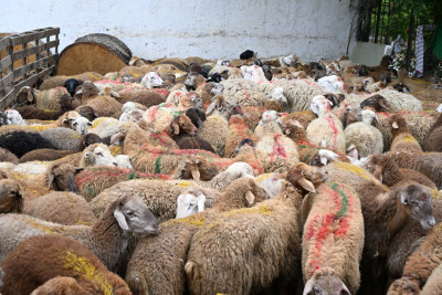 Gəncədə 4 ünvanda qurbanlıq heyvanların kəsimi təşkil olunacaq