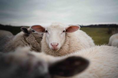 Qurbanlıq heyvanların kəsimi ilə bağlı QAYDALAR