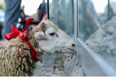 Qurban ətindən müsəlman olmayanlara da vermək olar - İlahiyyatçı