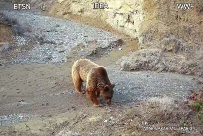 Gəncəbasarın vahimə yaradan sakini müşahidə kamerasına düşüb
