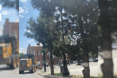 Gəncədə işıqfor budaqların arasında qalıb