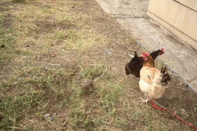 Gəncədə binaların həyəti "TOYUQ FERMASI"NA çevrilib