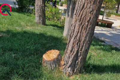 Gəncədə parkda 12 ağac niyə kəsilib?