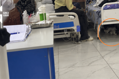 TƏBİB açıqladı: Gəncədə pişik balalarını qorumaq üçün xəstəxanaya sığınıb