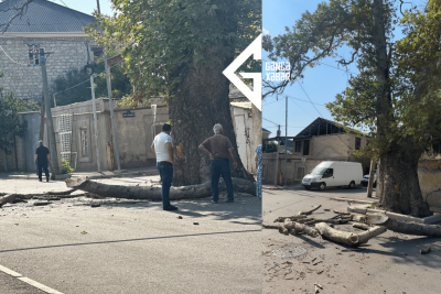 Gəncədə təhlükəli çinarın iri budağı qopdu: dəfələrlə şikayət edilmişdi