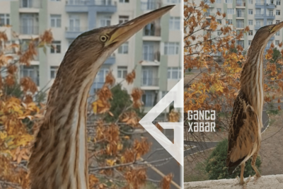 Böyük danquşu Gəncədə məktəbliləri təəccübləndirdi
