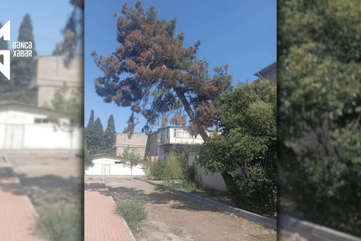 Gəncədə əyilmiş ağac vətəndaşlar üçün təhlükə yaradır